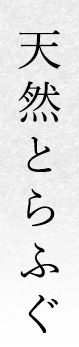 天然とらふぐ