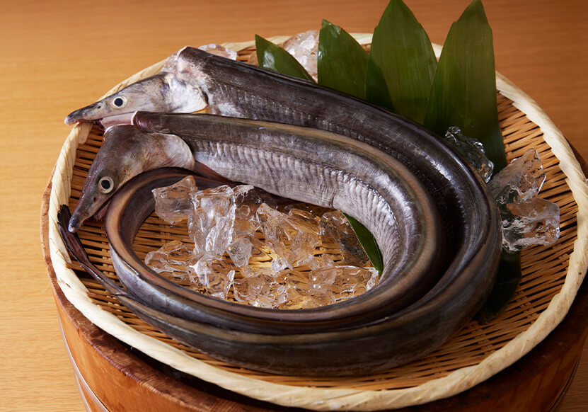 鱧素材